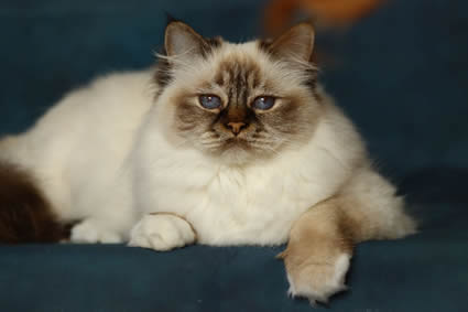 Snowbell